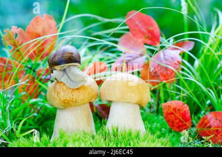 Eine große Schnecke sitzt auf Steinpilzen auf einem entkochten natürlichen Hintergrund mit grünem Gras und Herbstblättern. Selektiver Fokus Stockfoto