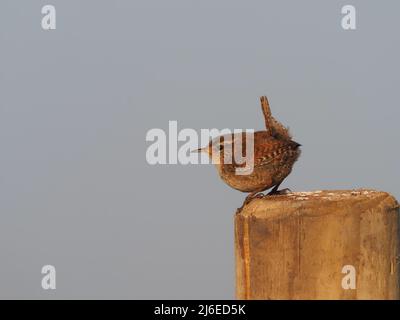 In der Brutsaison singen Wrens oft von Pfosten und anderen verschiedenen Aussichtspunkten aus. Stockfoto