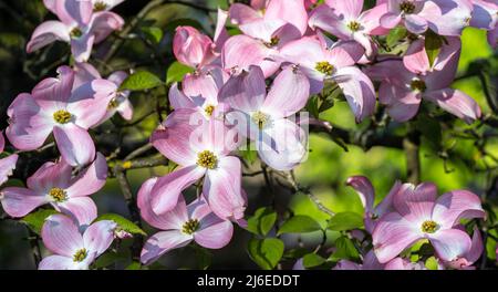 Rosafarbene Blüten auf einem Dogwood-Baum im Botanischen Garten Karlsruhe. Deutschland, Baden Württemberg, Europa Stockfoto
