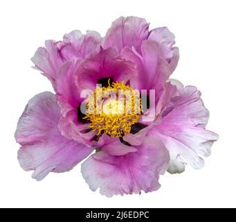 Wunderschöne Pfingstrosen blühen. Botanischer Garten, KIT Karlsruhe, Deutschland, Europa Stockfoto