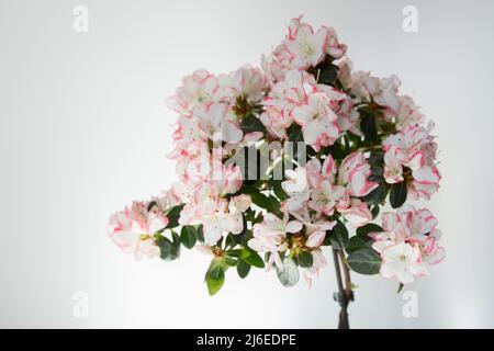 Blühende Azaleen mit rosa und weißen Blüten. Weißer Hintergrund. Azalea ist die Blume von Sao Paulo, in Brasilien Stockfoto