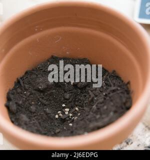 Tomatensamen zu Hause Pflanzen. Nahaufnahme von einigen Samen in einem Tontopf mit Erde. Spanien Stockfoto