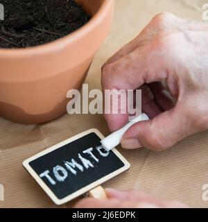 Nahaufnahme einer Hand einer gealterten kaukasischen Frau, die Tomate auf ein kleines Tafelschild schreibt, nachdem sie Tomatensamen in einen Tontopf gepflanzt hat. Braunes Papier als Rückseite Stockfoto