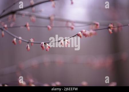 Cercidiphyllum magnificum, der großblättrige katsura oder der prächtige katsura-Baum. Erste Blätter und Knospen auf einem Zweig im frühen Frühjahr Stockfoto