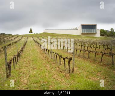 Reihen von Weinbergen in den Feldern von Navarra, Spanien Stockfoto