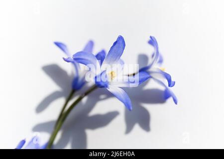 Chionodoxa. Nahaufnahme von blühenden blauen scilla luciliae Blüten Stockfoto