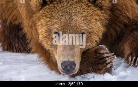 Braunbär liegt und schaut auf die Kamera Stockfoto