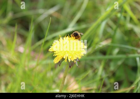 Eine Nahaufnahme einer Wespe, die auf einem Dandelion gelandet ist. Das Foto wurde auf einer Wiese in Liverpool aufgenommen. Stockfoto