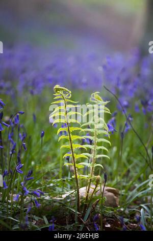 Eine schöne Decke aus Blautönen in einem englischen Wald im Frühling im Morgenlicht, mit frischen grünen Blättern von sich ausrollenden Farnen. Stockfoto