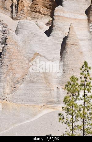 Grüne Pinien vor den weißen Kreidewänden von Paisaje Lunar im Teide-Nationalpark, Insel Teneriffa, Spanien Stockfoto