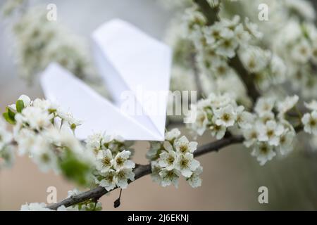 Pfirsichblüte auf weißem Hintergrund und Papierfläche Stockfoto