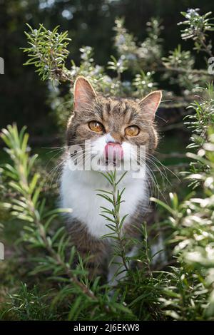 Nette Katze, die im Rosmarinbusch im Freien steht und Lippen leckt Stockfoto