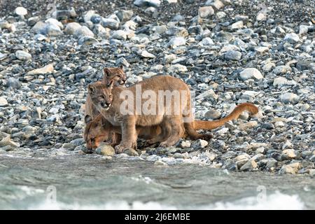 Eine Familie von Puma trinkt Wasser aus einem See in der Nähe von Torres del Paine, Chile Stockfoto