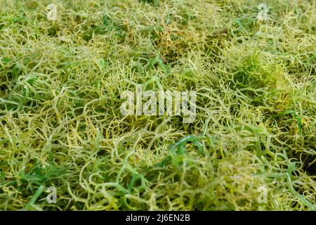 Algenzucht. Trocknen von Seetang. Rote Island (Pulau Rote), Rote Ndao, East Nusa Tenggara. Stockfoto