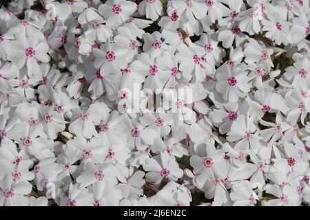 Alpine Phlox – Phlox subulata „Pharao Red Eye“ Stockfoto