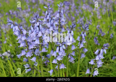 Spanisch Bluebell Hyacinthoides hispanica Stockfoto