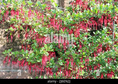 Kalifornische Fuschia, auch bekannt als Fuchsia-blühende Stachelbeere Ribes speciosum Stockfoto