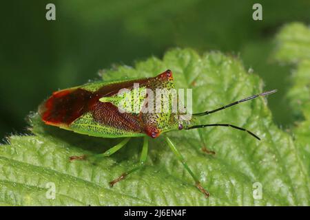 Hawthorn Shieldbug Acanthosoma haemorrhoidale adult Stockfoto