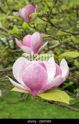 Magnolia x soulangeana 'Lennei', allgemein bekannt als Untertasse Magnolia Stockfoto