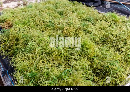 Algenzucht. Trocknen von Seetang. Rote Island (Pulau Rote), Rote Ndao, East Nusa Tenggara. Stockfoto