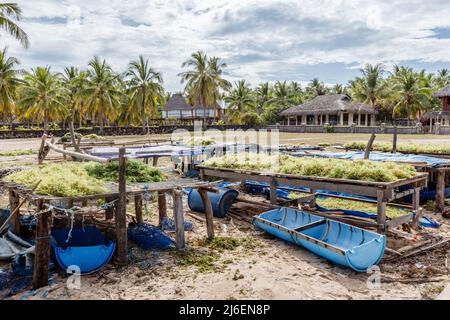 Algenzucht. Trocknen von Seetang. Rote Island (Pulau Rote), Rote Ndao, East Nusa Tenggara. Stockfoto