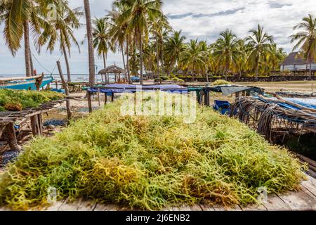 Algenzucht. Trocknen von Seetang. Rote Island (Pulau Rote), Rote Ndao, East Nusa Tenggara. Stockfoto