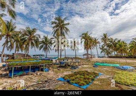 Algenzucht. Trocknen von Seetang. Rote Island (Pulau Rote), Rote Ndao, East Nusa Tenggara. Stockfoto