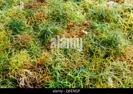 Algenzucht. Trocknen von Seetang. Rote Island (Pulau Rote), Rote Ndao, East Nusa Tenggara. Stockfoto