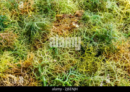 Algenzucht. Trocknen von Seetang. Rote Island (Pulau Rote), Rote Ndao, East Nusa Tenggara. Stockfoto