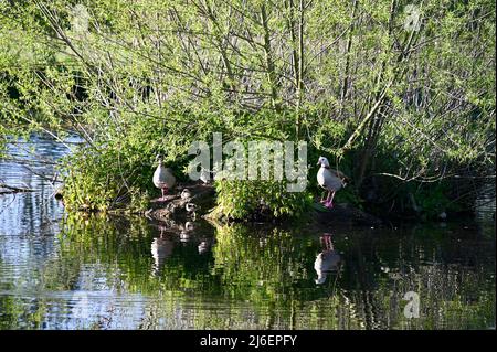 Ägyptische Gänse (Alopochen aegyptiaca) mit Gänsen, Füssen Cray Meadows, Sidcup, Kent. VEREINIGTES KÖNIGREICH Stockfoto