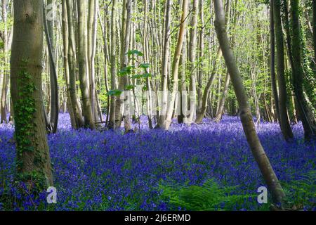 Bluebell Wood, West Stoke, West Sussex, England, Großbritannien Stockfoto