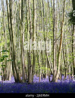 Bluebell Wood, West Stoke, West Sussex, England, Großbritannien Stockfoto