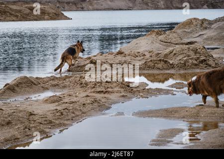 Zwei deutsche und australische Schäferhunde laufen am Ufer des Sandsteinbruchs entlang. Hunde sind beste Freunde in der Natur. Aussie Welpe und erwachsenen Schäferhund Stockfoto