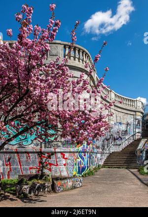 Kirschblütenbäume, Sakura, nach der Wiedervereinigung Deutschlands 1990 gepflanzt, Geschenk der japanischen Fernsehgesellschaft. Norwegerstraße, Prenzlauer Berg, Berlin Stockfoto