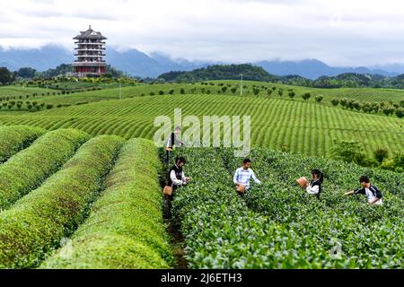 (220501) -- MEITAN, 1. Mai 2022 (Xinhua) -- Guo Jun (3. R) und seine Studenten pflücken Teeblätter im Bezirk Meitan, südwestlich der chinesischen Provinz Guizhou, 29. April 2022. Guo Jun ist damit beschäftigt, Teeblätter auf einem Herd zu toasten und sonnt sich in dem frischen Aroma, das einen Workshop im Bezirk Meitan füllt. Nach seinem Abschluss an der Universität Guizhou im Jahr 2016 kehrte Guo in seine Heimatstadt zurück, um bei einer Teegesellschaft zu arbeiten, wo er von einem lokalen Meister Tee zubereiten lernte. 2018 wurde er zwei Jahre später Lehrer an einer örtlichen technischen Schule. Die Fähigkeit, Tee zuzubereiten, zu verbessern, erfordert enorme Reserven an Geduld, Einfühlungsvermögen und einem starken Sinn Stockfoto