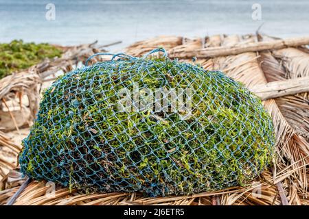 Algenzucht. Trocknen von Seetang. Rote Island (Pulau Rote), Rote Ndao, East Nusa Tenggara. Stockfoto