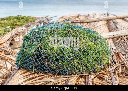 Algenzucht. Trocknen von Seetang. Rote Island (Pulau Rote), Rote Ndao, East Nusa Tenggara. Stockfoto