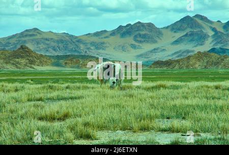 Landschaft von Weiden Yak, das Autofahren zu Dorbot Pass von Ulan-Baishint. Bayan-Olgii Provinz im Westen der Mongolei. Stockfoto