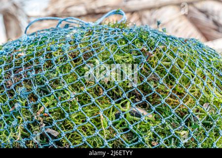 Algenzucht. Trocknen von Seetang. Rote Island (Pulau Rote), Rote Ndao, East Nusa Tenggara. Stockfoto