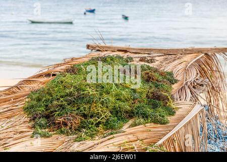 Algenzucht. Trocknen von Seetang. Rote Island (Pulau Rote), Rote Ndao, East Nusa Tenggara. Stockfoto