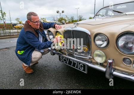 Kilmarnock, Großbritannien. 01.. Mai 2022. Der Ayrshire Classic Car Club veranstaltete seine beliebte, jährliche Oldtimer-Rallye in der St Joseph's Academy, Kilmarnock, und zog in diesem Jahr mehr als 200 Oldtimer und Oldtimer aller Beschreibungen an. Es gilt heute als eine der wichtigsten Veranstaltungen seiner Art, die es Enthusiasten und Besitzern aus ganz Großbritannien ermöglicht, ihre Autos zu präsentieren. ROB FARROW für Kent, der die Scheinwerfer seines Jaguar aus dem Jahr 1968 4,2 putzt. Kredit: Findlay/Alamy Live Nachrichten Stockfoto