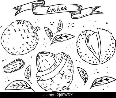 Lychee-Frucht, handgezeichneter Sketch-Stil Doodle. Litschi, Samen und Blätter, isoliert auf weißem Hintergrund in Farbe. Obst. Vektor einfache Illustration Stock Vektor