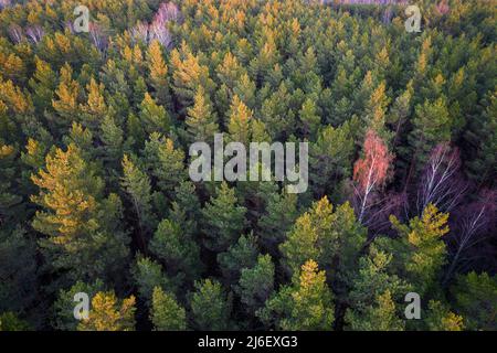 Drohne Luftaufnahme von grünen Kiefernwäldern und Frühlingsbirkenwäldern mit schöner Textur von goldenen Baumkronen. Sonnenaufgang, Sonnenuntergang im Frühling. Sonnenstrahlen Stockfoto