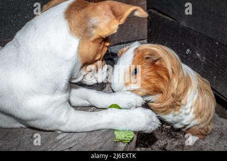 Inländisches Meerschweinchen (Cavia porcellus) mit einem Jack Russell Terrier Hund, Kapstadt, Südafrika Stockfoto