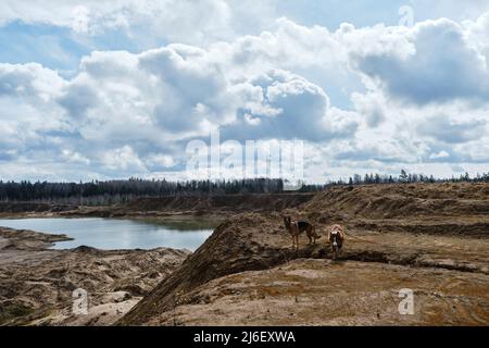 Zwei deutsche und australische Schäferhunde wandern entlang der Sanddünen und erkunden das Gebiet. Hunde im Sandsteinbruch stehen hoch an warmen sonnigen Tagen mit Blick auf den Fluss i Stockfoto