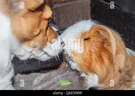 Inländisches Meerschweinchen (Cavia porcellus) mit einem Jack Russell Terrier Hund, Kapstadt, Südafrika Stockfoto