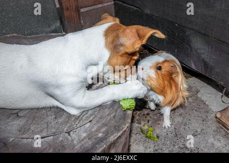 Inländisches Meerschweinchen (Cavia porcellus) mit einem Jack Russell Terrier Hund, Kapstadt, Südafrika Stockfoto