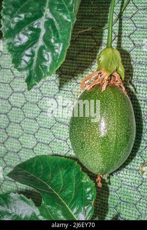 Unreife Passionsfrucht (Passiflora edulis), Südafrika, Afrika Stockfoto