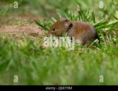 Feldmaus (Apodemus sylvaticus), die in einem Garten in Warwickshire gefallene Vogelsamen füttert Stockfoto