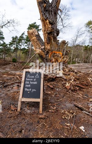 Poole, Dorset, Vereinigtes Königreich - April 14 2022: Hornissen nisten Warnschild auf Brownsea Island Stockfoto